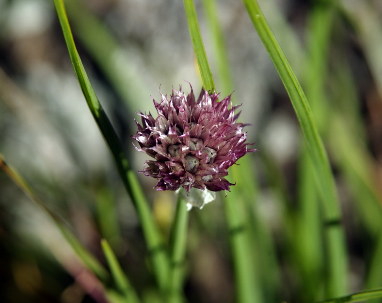 Image of Allium schoenoprasum specimen.