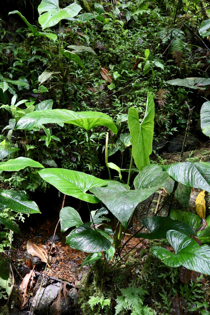 Image of Anthurium versicolor specimen.