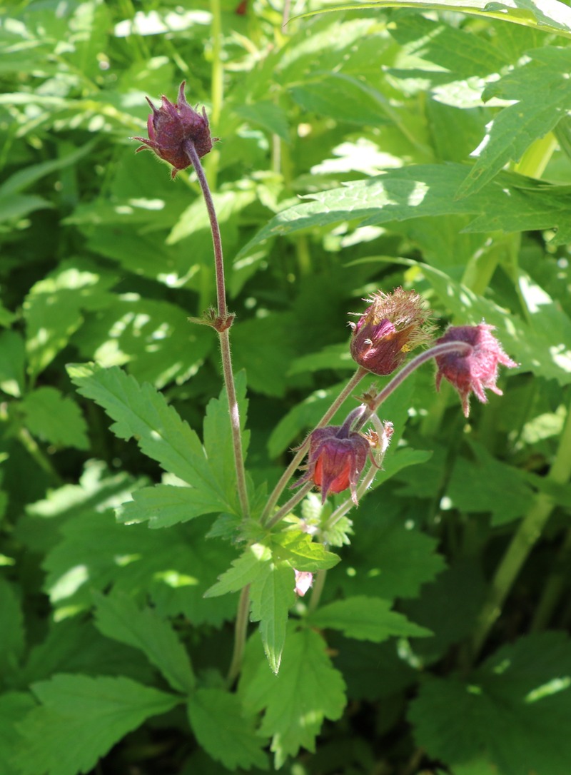 Image of Geum rivale specimen.