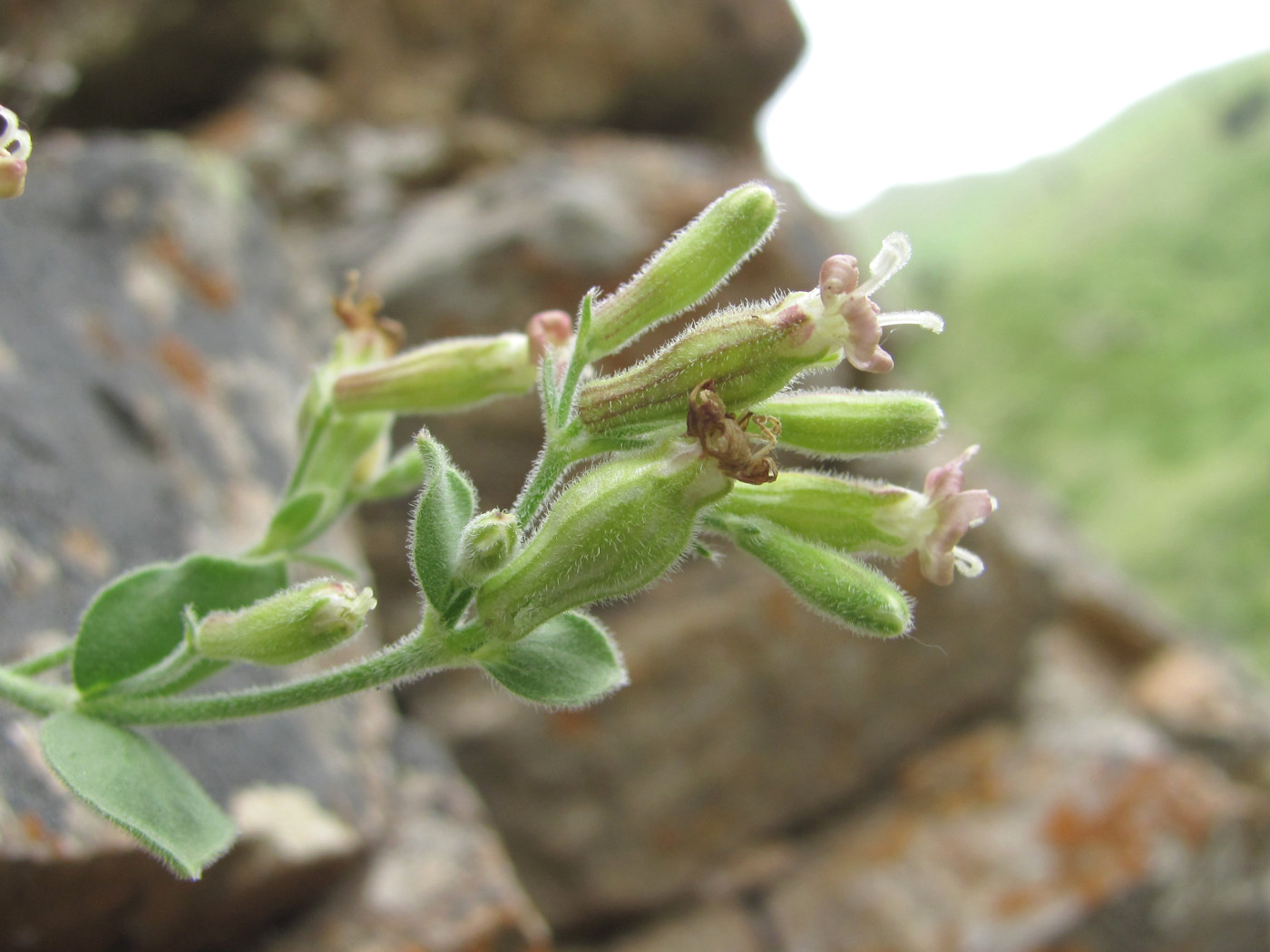 Image of Silene pygmaea specimen.