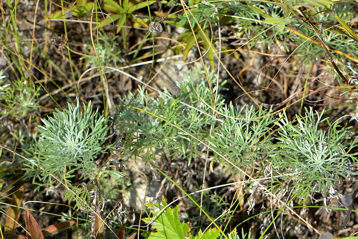 Image of Artemisia marschalliana specimen.