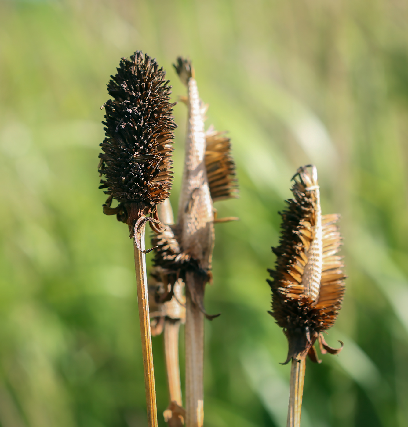 Image of familia Asteraceae specimen.