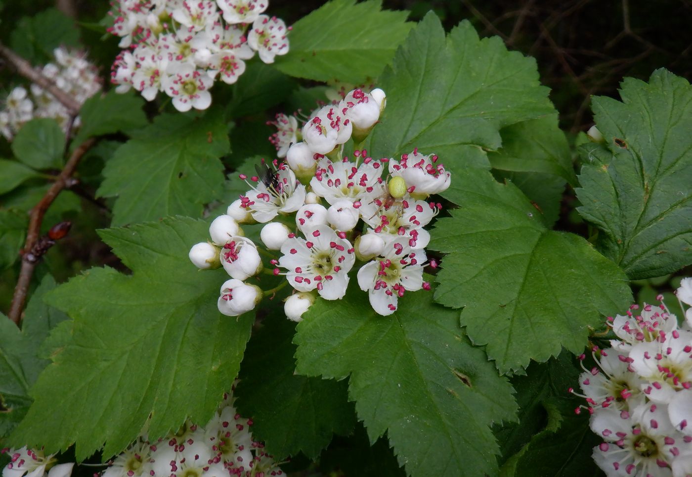 Image of Crataegus sanguinea specimen.