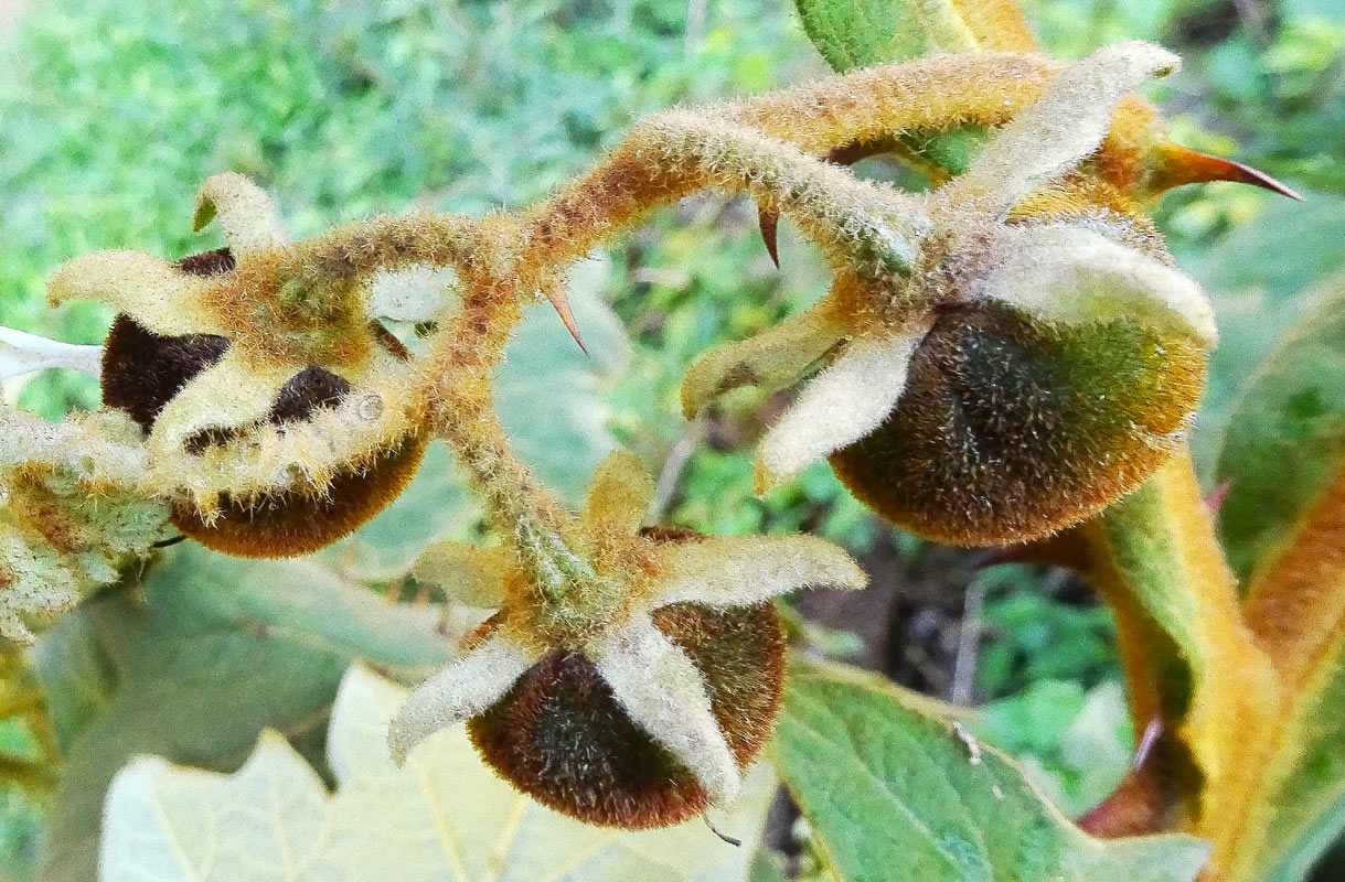 Image of Solanum robustum specimen.