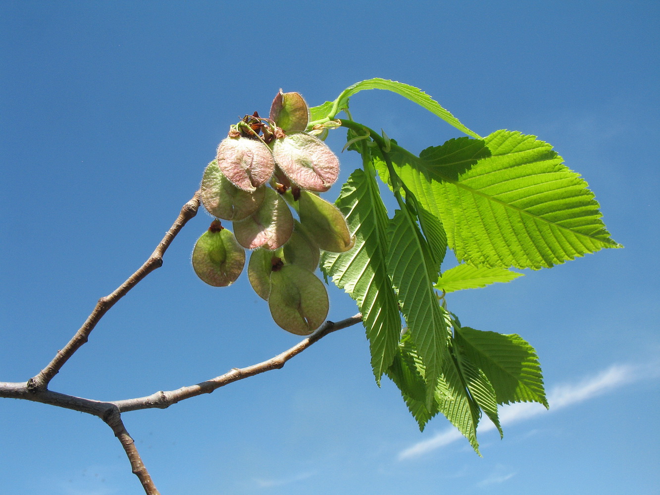 Image of Ulmus laevis specimen.