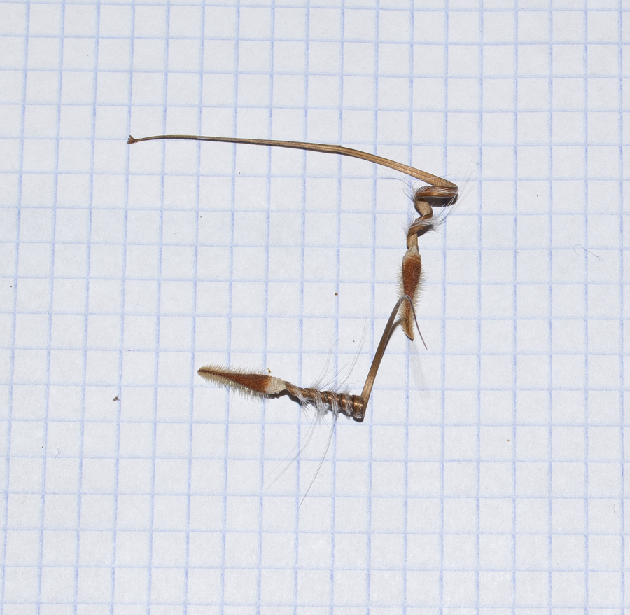 Image of Erodium gruinum specimen.