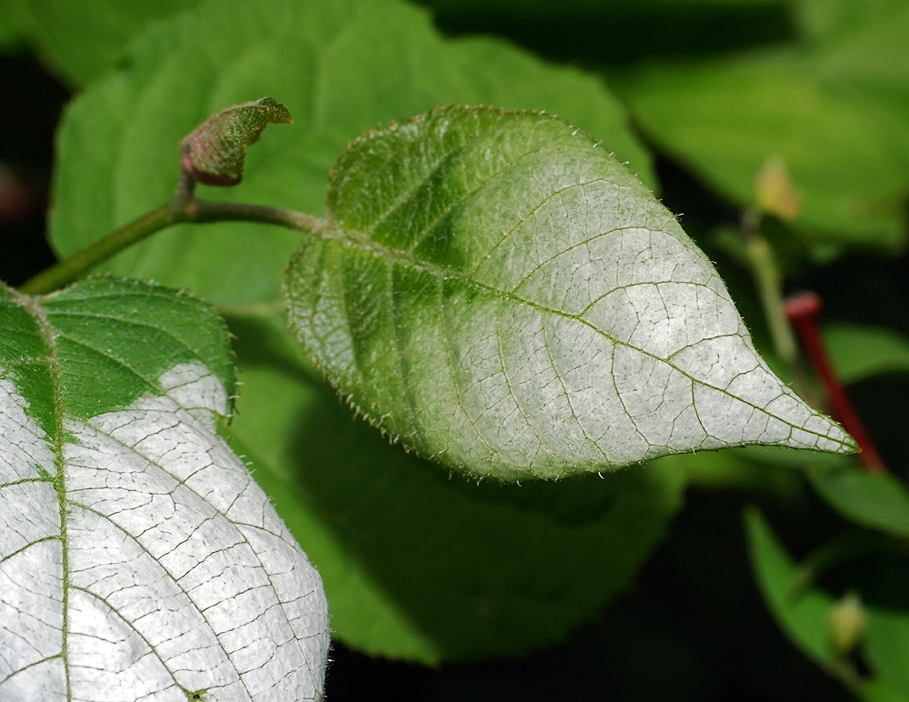 Image of Actinidia kolomikta specimen.