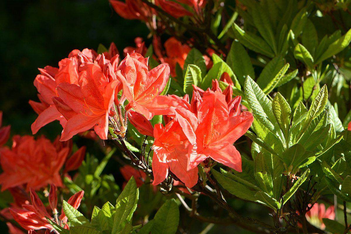 Изображение особи Rhododendron molle ssp. japonicum.