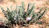 Смотреть изображение Astragalus dolichophyllus