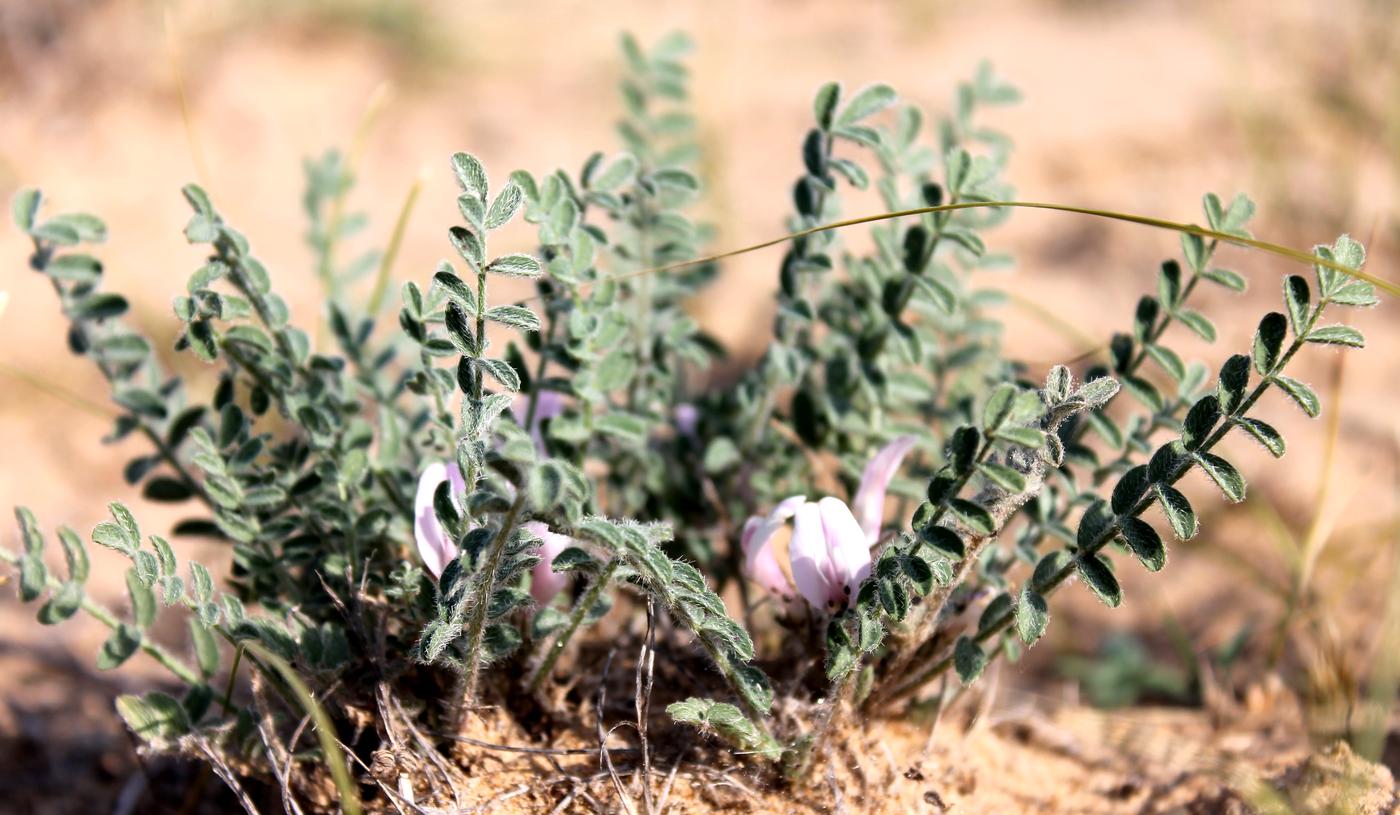 Image of Astragalus dolichophyllus specimen.