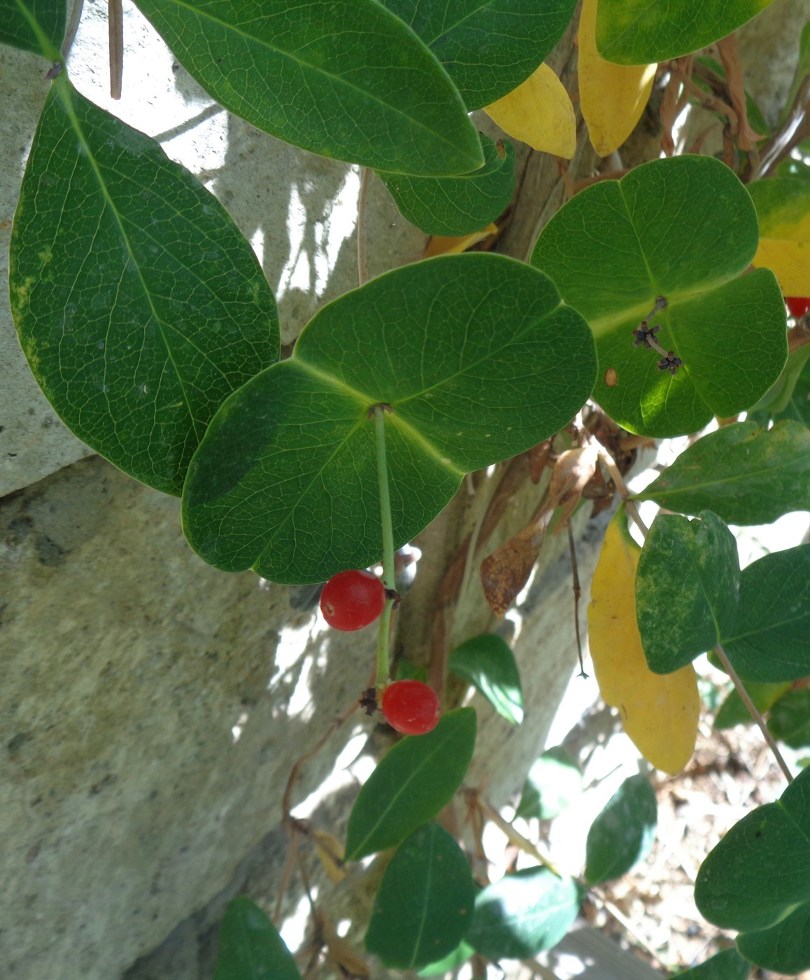 Image of Lonicera sempervirens specimen.