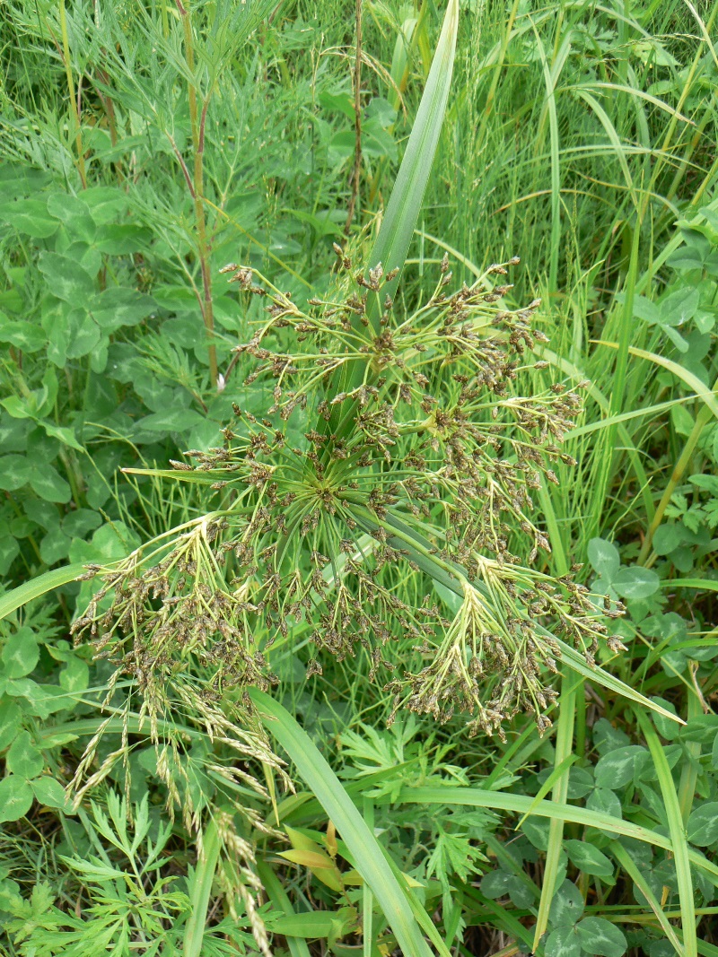 Изображение особи Scirpus orientalis.