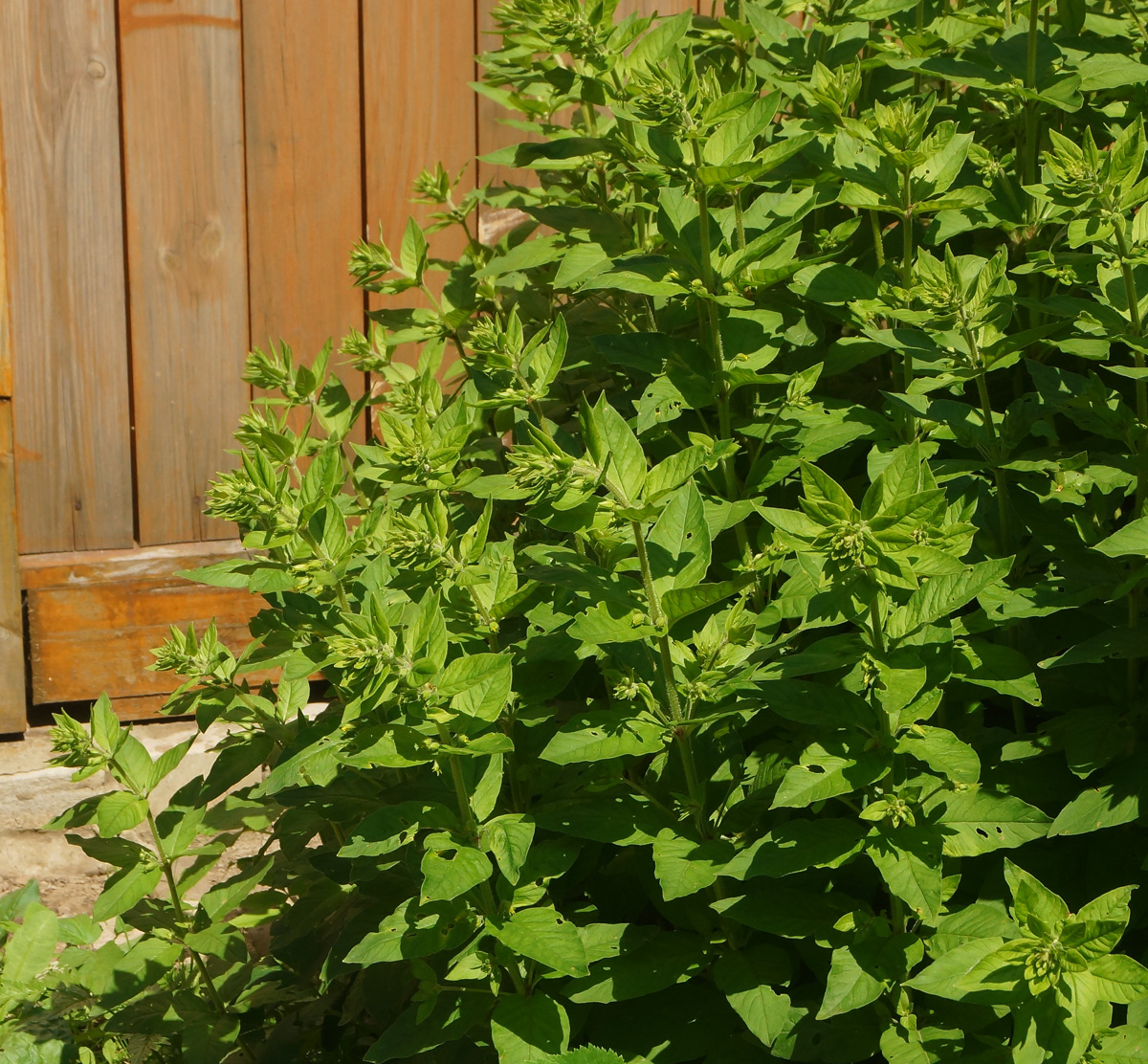 Image of Lysimachia punctata specimen.