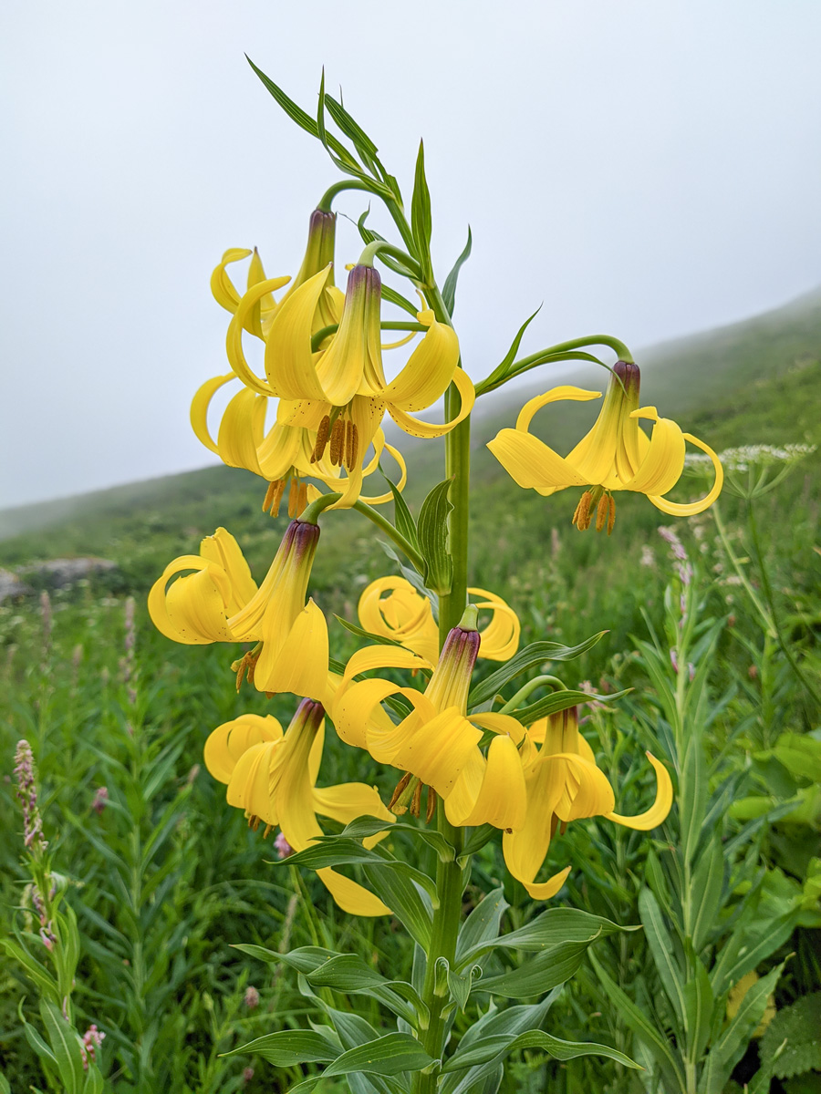 Изображение особи Lilium monadelphum.