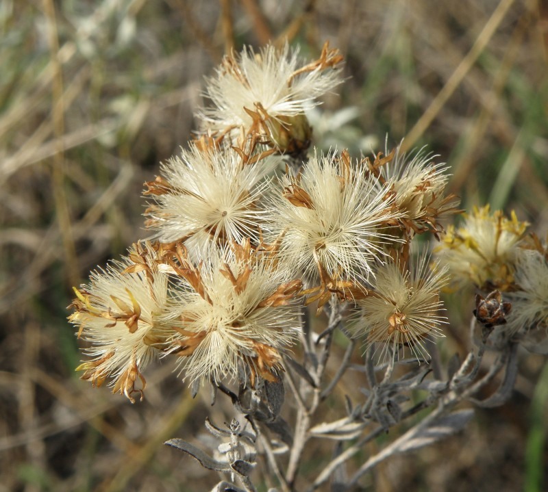 Изображение особи Galatella villosa.