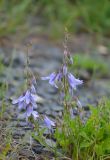 Campanula sarmatica