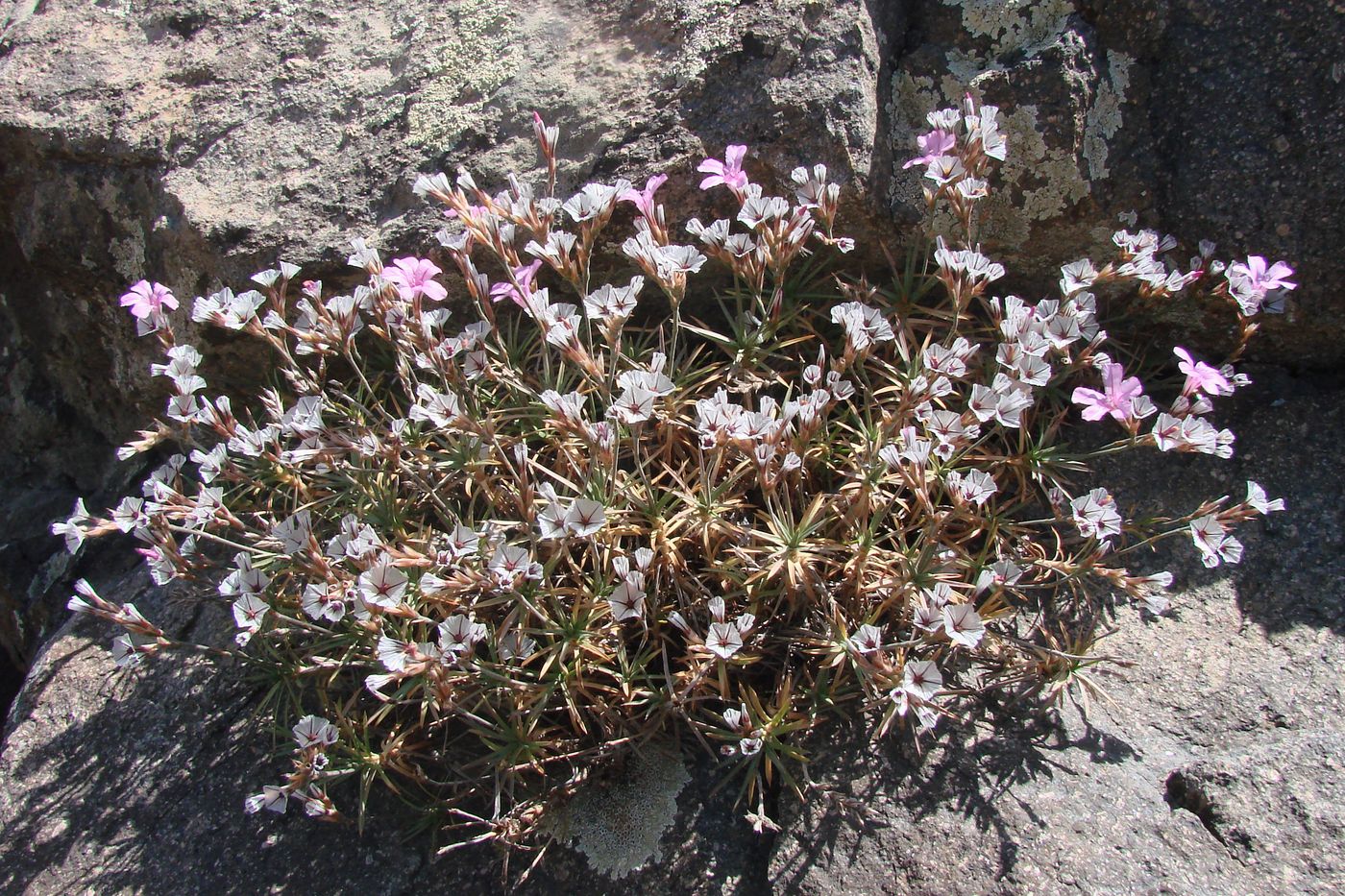 Image of Acantholimon alberti specimen.