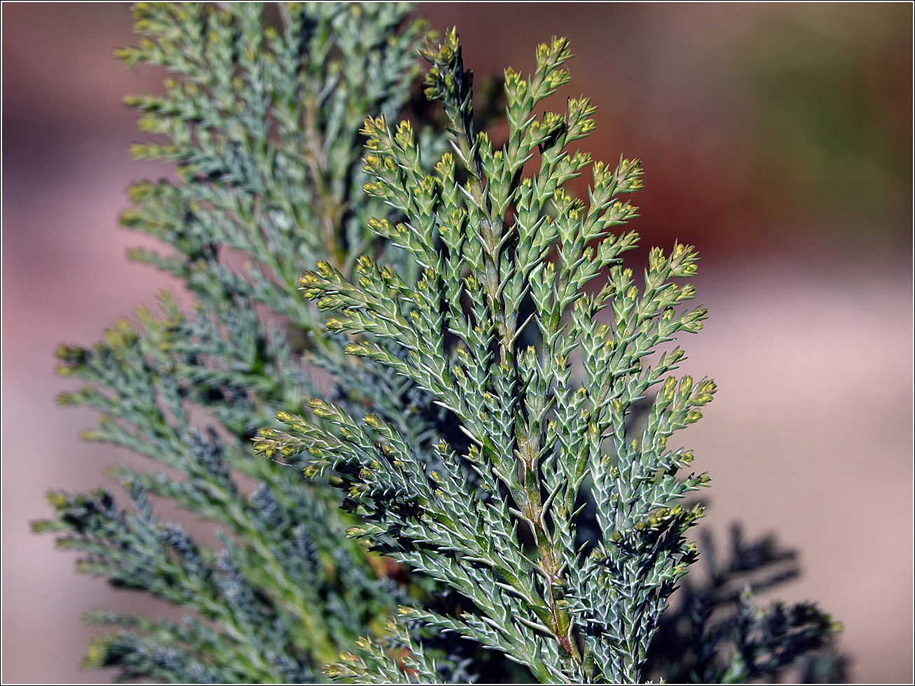 Image of Chamaecyparis lawsoniana specimen.