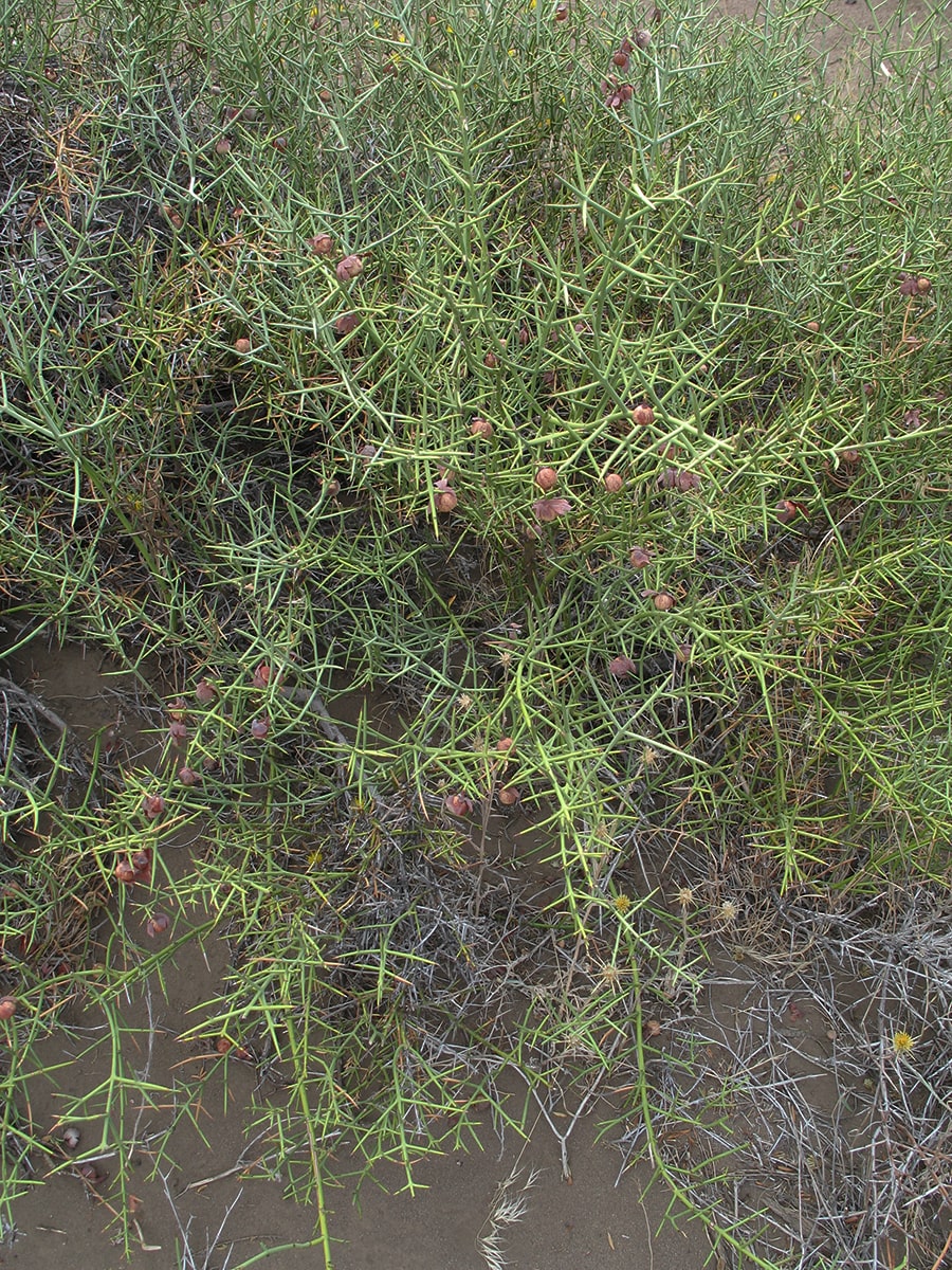 Image of familia Rhamnaceae specimen.