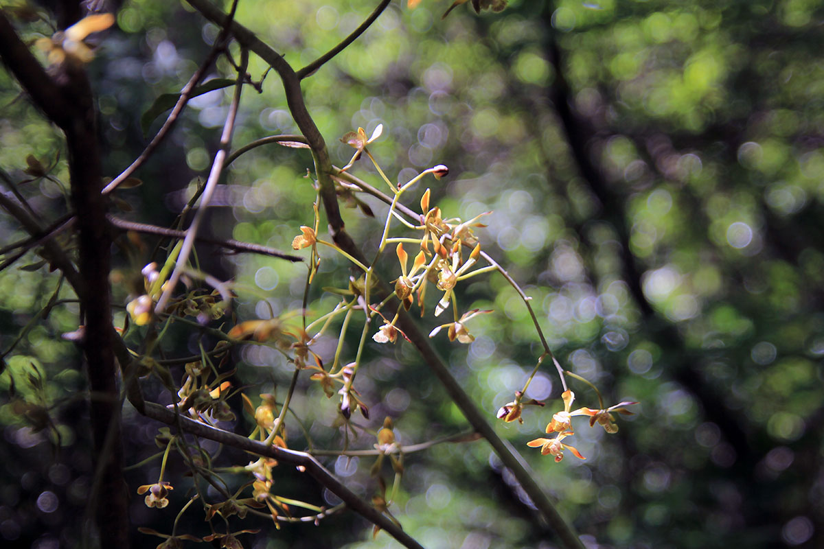 Изображение особи семейство Orchidaceae.