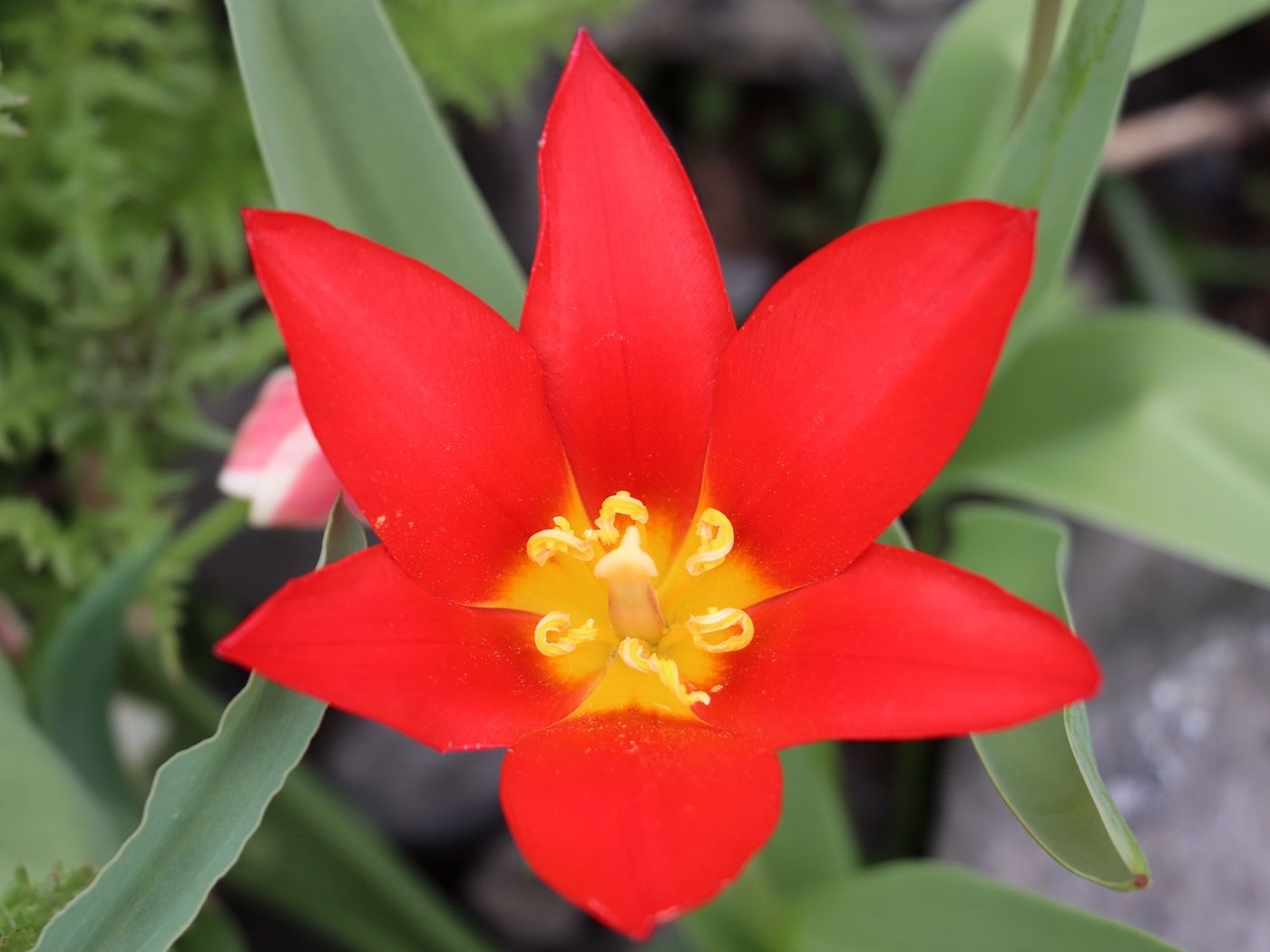 Изображение особи Tulipa kaufmanniana.