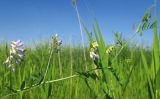 Vicia biennis