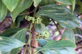 Acacia mangium. Ветвь с плодами и листьями. Мадагаскар, провинция Туамасина, регион Ацинанана, заповедник \"Пальмариум\". 13.10.2016.