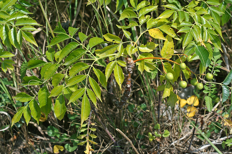 Image of Melia azedarach specimen.