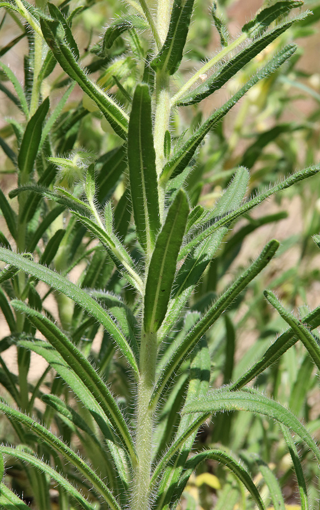 Изображение особи Onosma microcarpa.