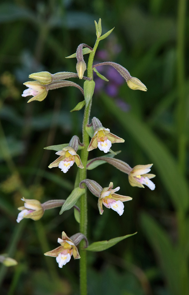 Изображение особи Epipactis palustris.