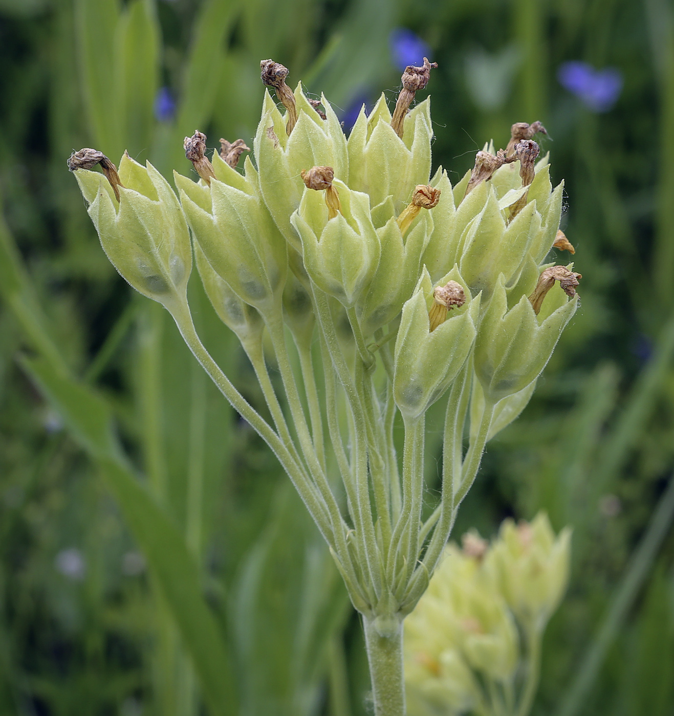 Изображение особи Primula veris.