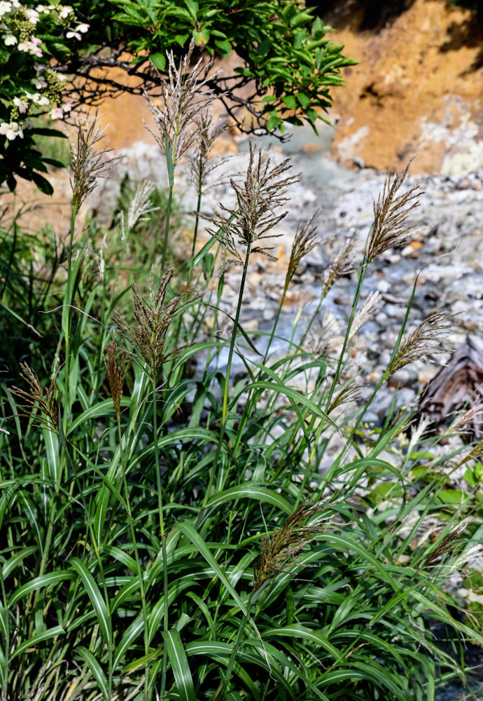 Image of Miscanthus sinensis specimen.