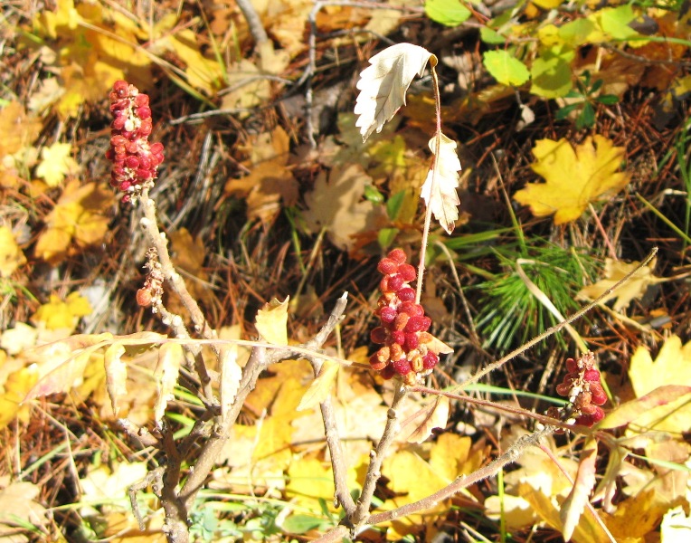 Image of Rhus coriaria specimen.