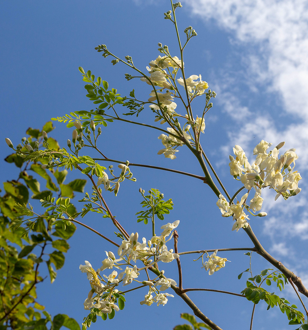 Image of Moringa oleifera specimen.