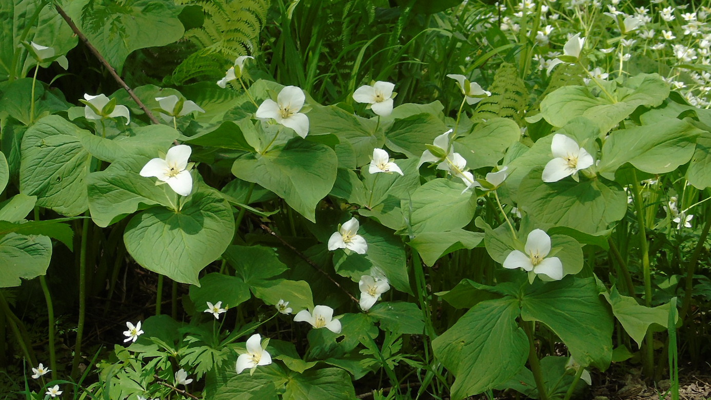 Image of Trillium camschatcense specimen.