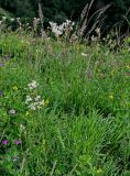 Filipendula vulgaris. Цветущие растения. Северная Осетия, Пригородный р-н, Какадурский перевал, ≈ 1700 м н.у.м., луговой склон. 23.07.2022.