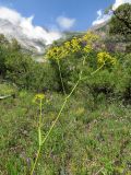 Ferula tschimganica. Верхушка цветущего растения. Казахстан, Туркестанская обл., Толебийский р-н, Сайрам-Угамский национальный парк; Угамский хр., долина р. Сайрам-Су, ≈ 2100 м н.у.м., субальпийский луг. 03.07.2019.