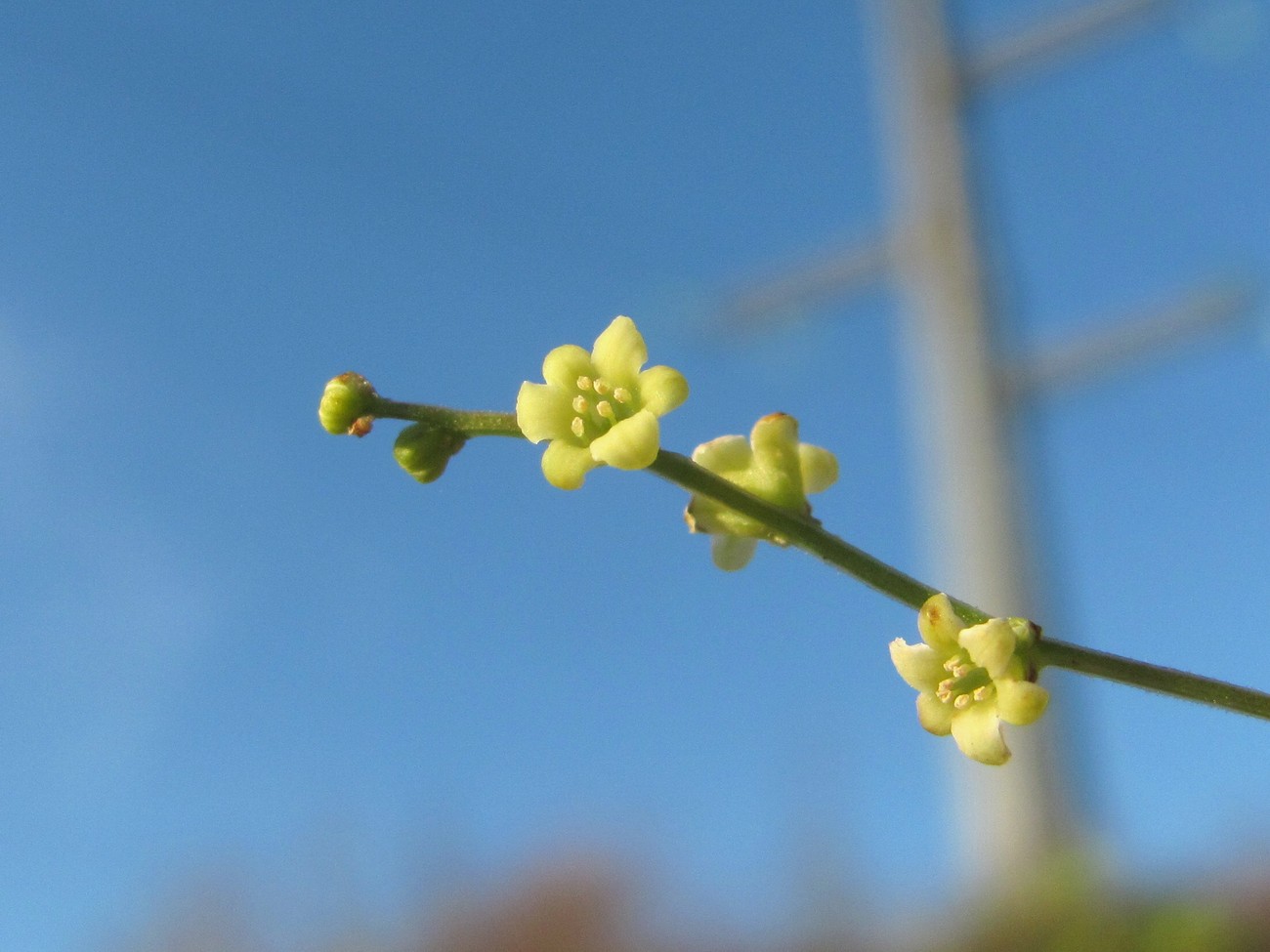 Изображение особи Dioscorea caucasica.