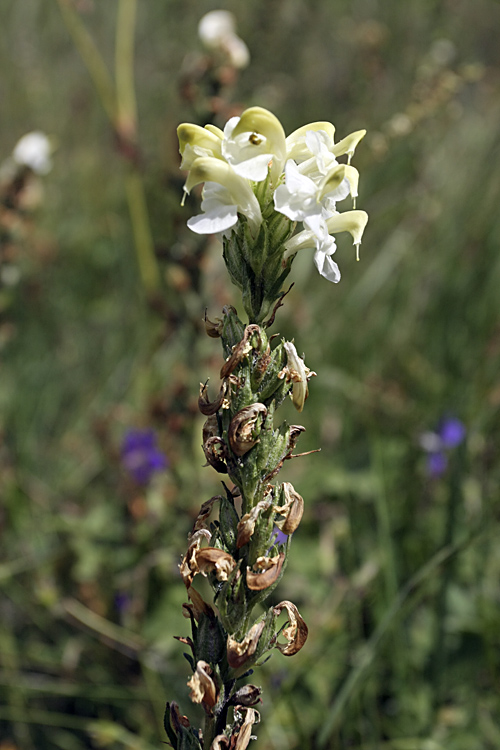 Image of Pedicularis dolichorrhiza specimen.