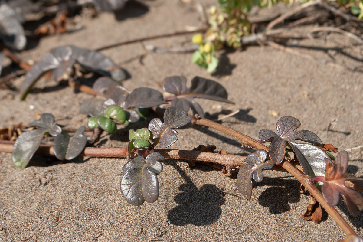 Image of Ipomoea imperati specimen.