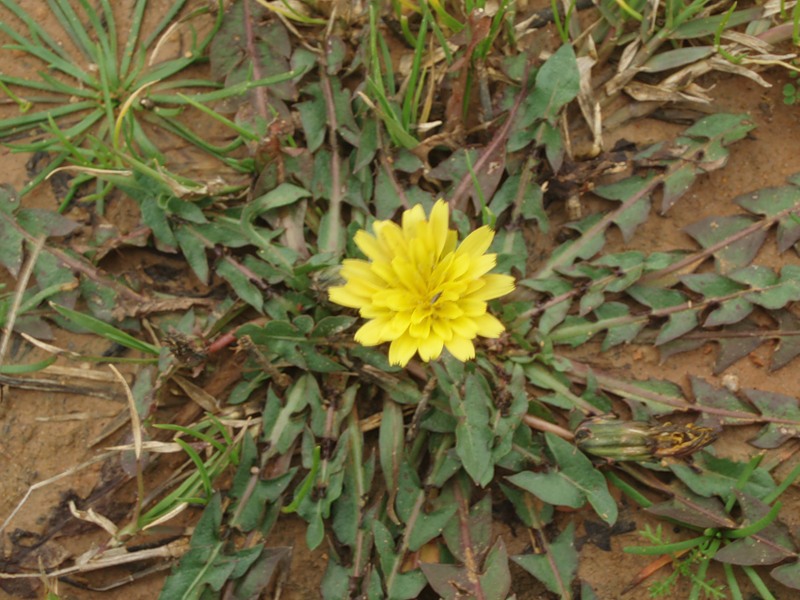 Image of genus Taraxacum specimen.