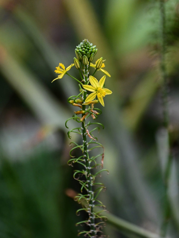 Image of Bulbine frutescens specimen.