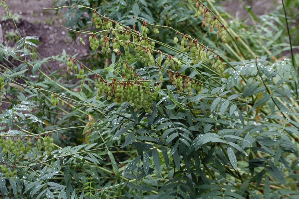 Image of Hedysarum alpinum specimen.