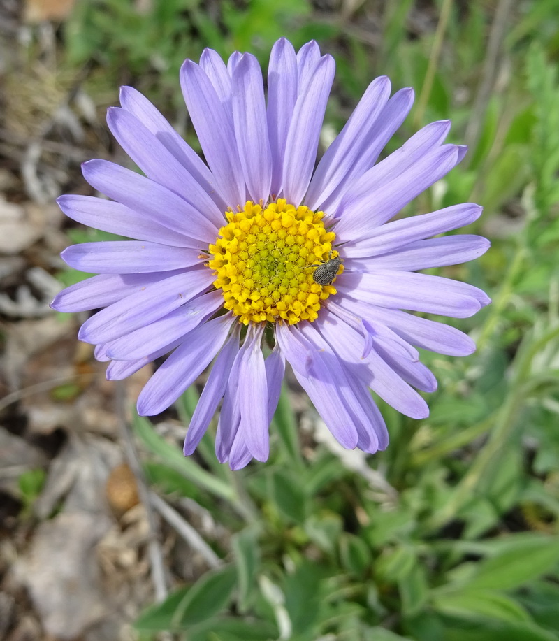 Изображение особи Aster alpinus.