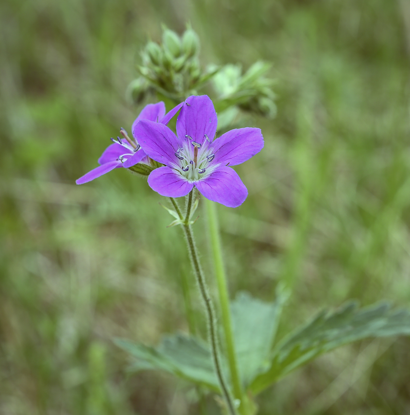 Изображение особи Geranium sylvaticum.