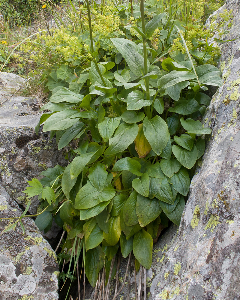 Image of Valeriana alpestris specimen.