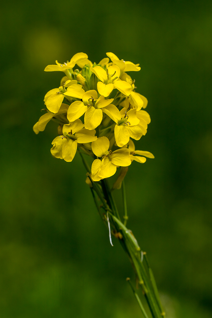 Изображение особи Erysimum ibericum.