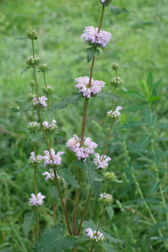 Image of Phlomoides tuberosa specimen.