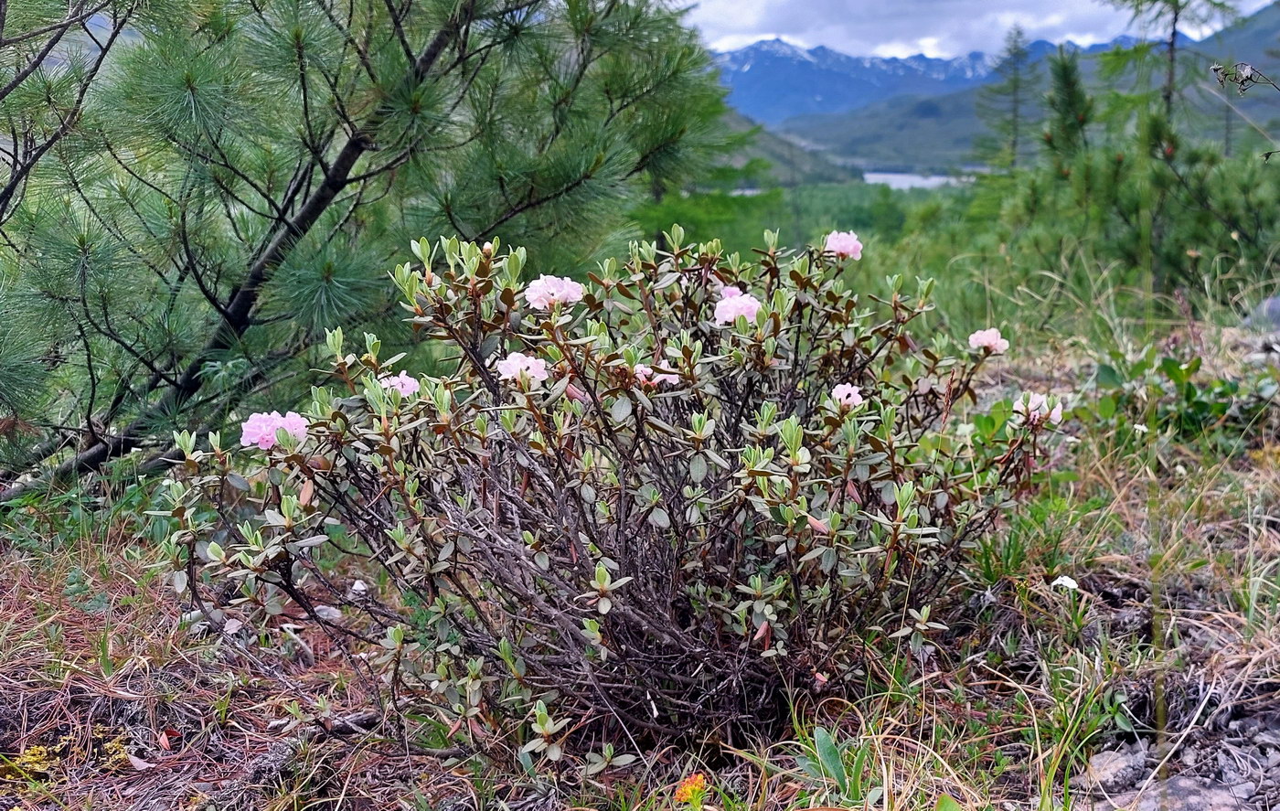 Image of Rhododendron adamsii specimen.