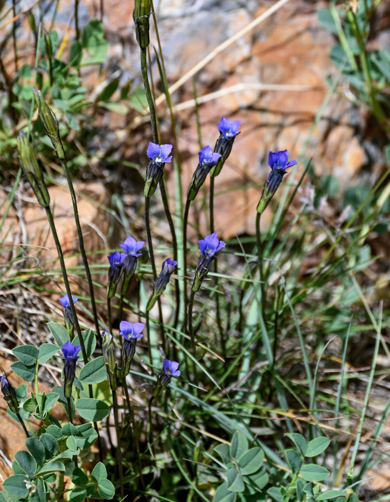 Image of Gentianopsis barbata specimen.